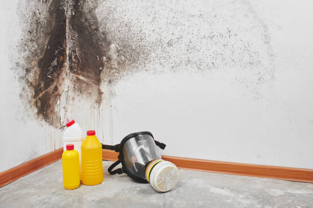 Best HVAC Mold Remediation in Stockton, KS