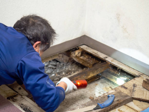 Best Commercial Mold Remediation in Stockton, KS