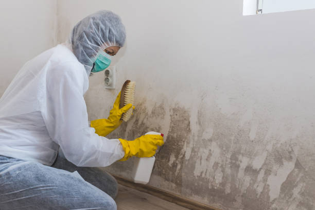 Best Bathroom Mold Remediation in Stockton, KS