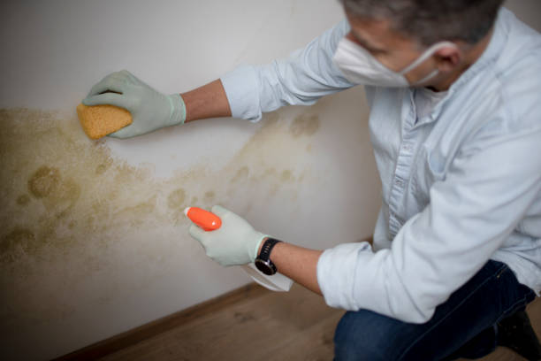 Best Mold Remediation for Specific Building Types in Stockton, KS