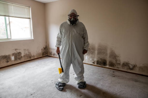 Best Basement Mold Remediation in Stockton, KS