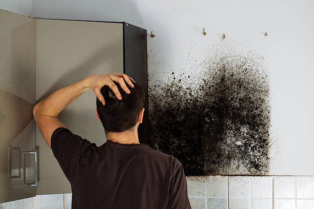 Best Health and Safety Mold Remediation in Stockton, KS