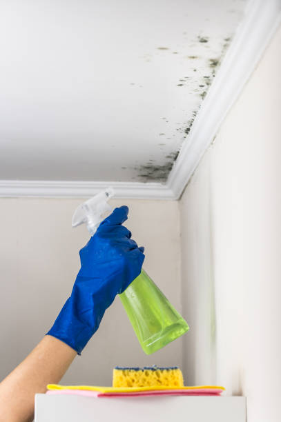 Reliable Stockton, KS Mold Remediation Solutions