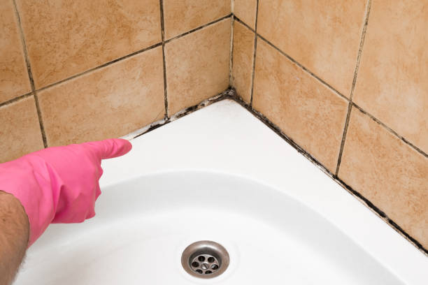 Best Preventive Mold Services in Stockton, KS